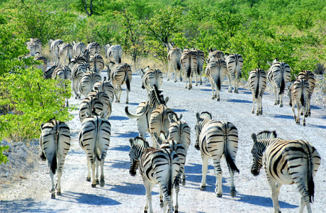 Etosha