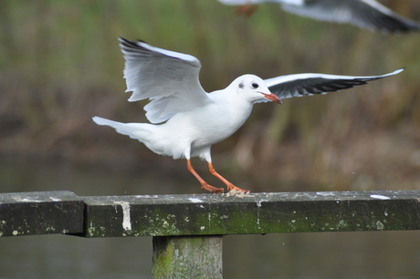 Dansende meeuw