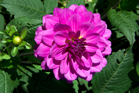 roze bloem.jpg