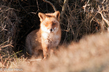 Amsterdamse waterleidingsduinen