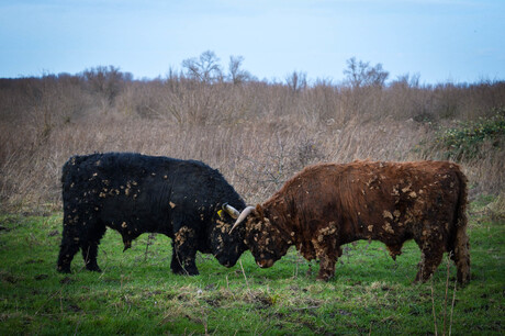 Schotse hooglanders