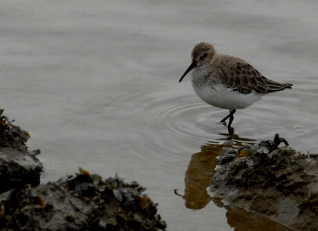 Bonte strandloper