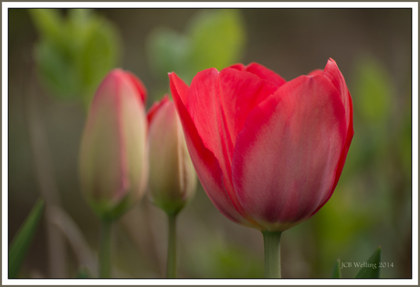 Nederland... tulpenland!