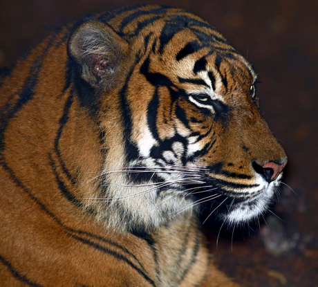 Sumatraanse tijger