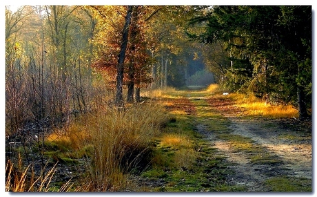 Herfst in het Leenderbos