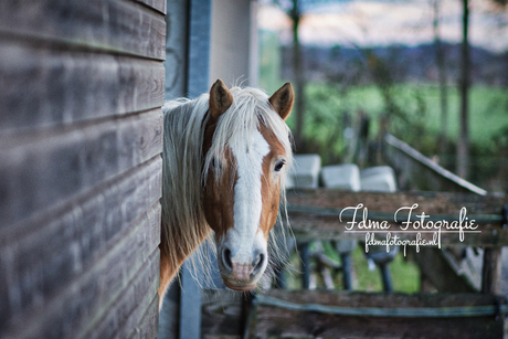 Haflinger