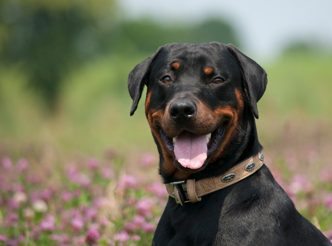 rottweiler cross doberman