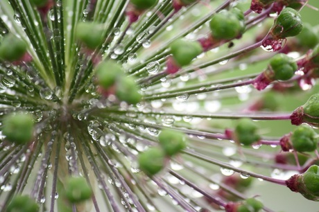 Allium