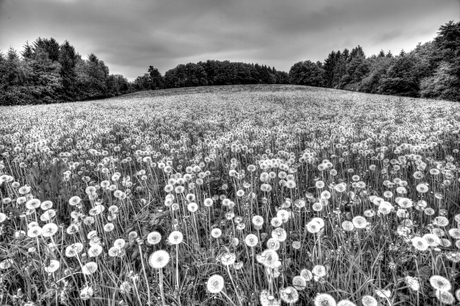 Paarde bloemen