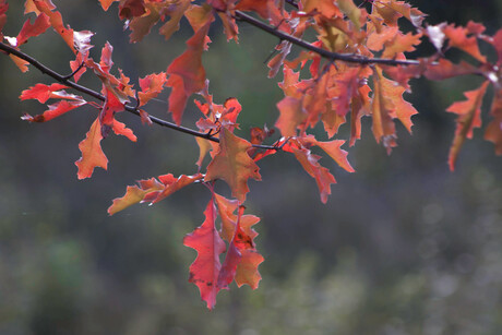 herfstkleur