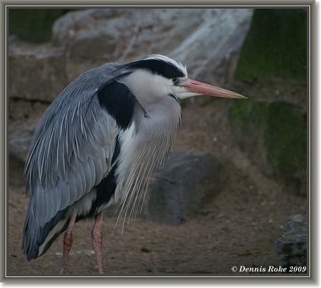 Reiger