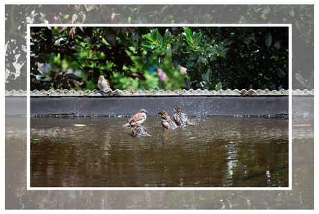 Met z'n allen in bad!