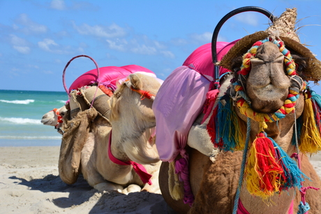 Sentido Djerba strand 2013