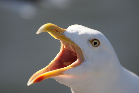 Kleine mantelmeeuw