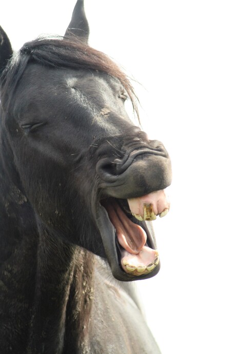 Lachen als een paard