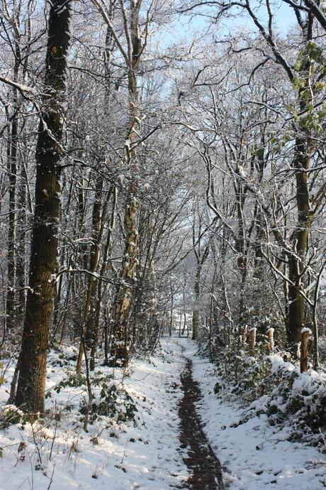 Sneeuw 2008