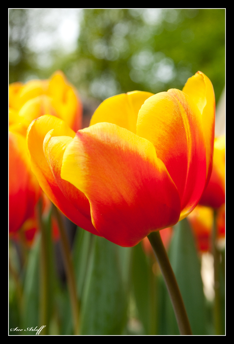 Geel-Rode Tulp