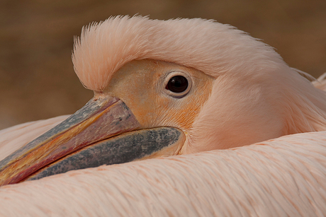 Roze pelikaan