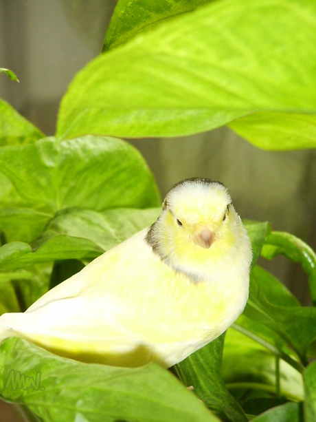 Arie in het groen