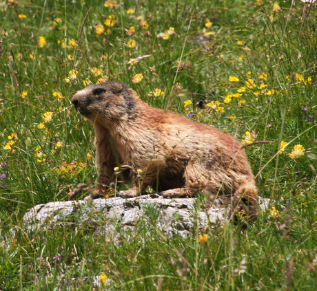 marmot op een steen