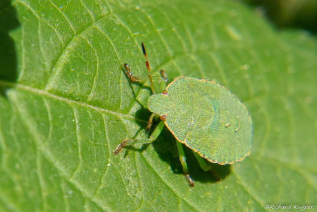 Groene schildwants (Palomena prasina)