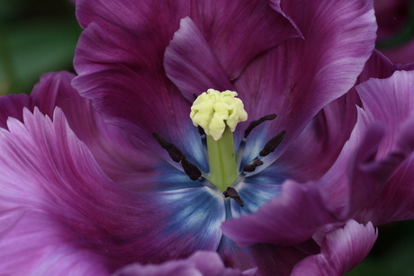 Tulp in beeld