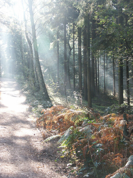 Zon in bos