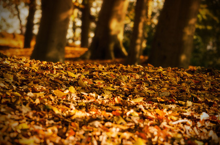And all at once, summer collapsed into fall. - Herfst op Landgoed Lemferdinge. - foto door Kirsten211 op 17-11-2014 - deze foto bevat: natuur, herfst, landgoed, bos, bomen