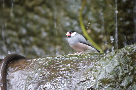 rijstvogel