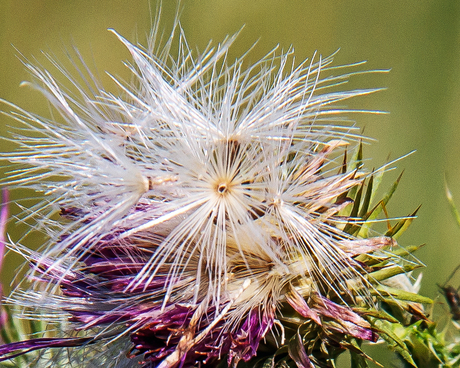 Distel