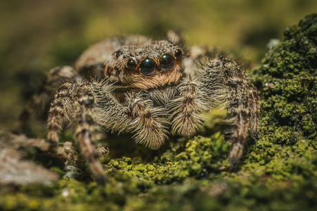 Kiekeboe, zei dit kleine spinnetje