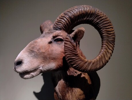 Moeflon