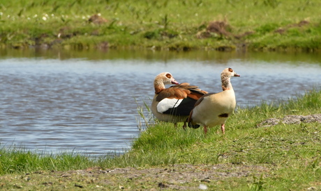 MOEDER EN VADER GANS