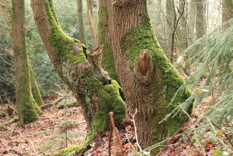 Kabouterlogement van achteren