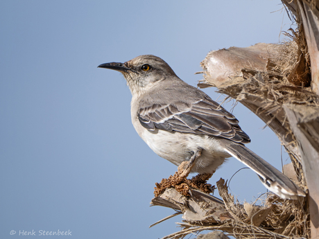Wat heeft de chuchubi aan zijn poten?