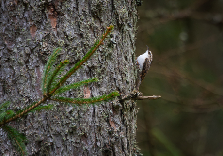 Taiga, kom je ook niet iedere dag tegen.