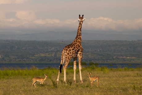 Giraffe uitkijkend over de Nijl