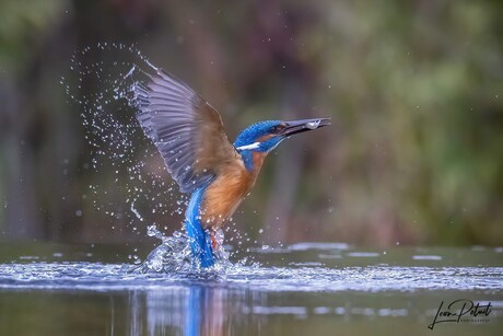 IJsvogel