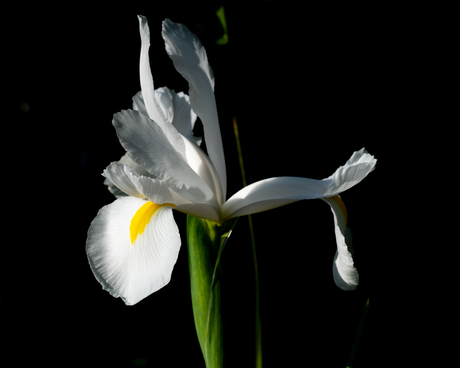 Iris in zonlicht