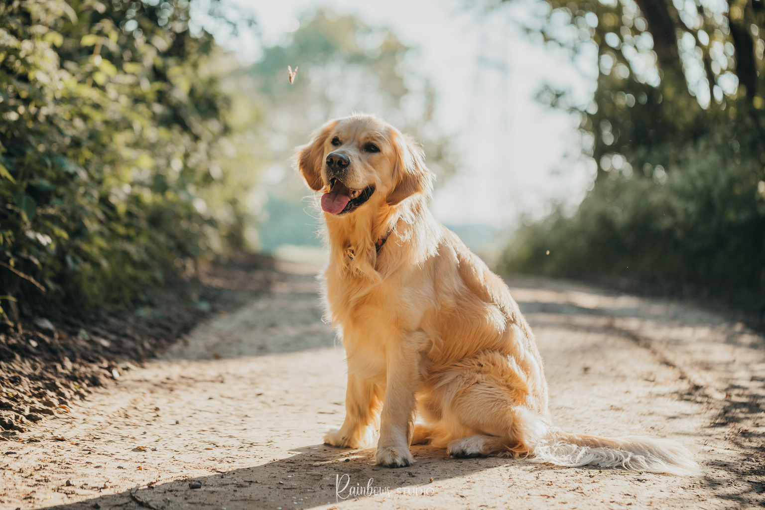 Hulphond labrador retriever