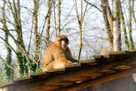 Berberaap in de zon