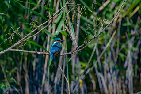 Ijsvogel