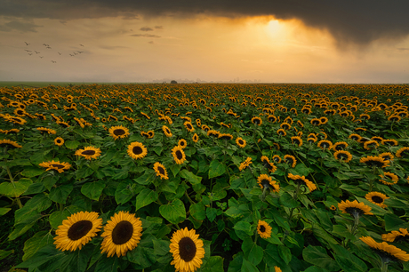 zonnebloemveld in de Noord