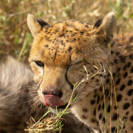 cheetahs eat prey