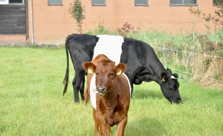 In de polder