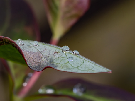 't is 'maar' een blad