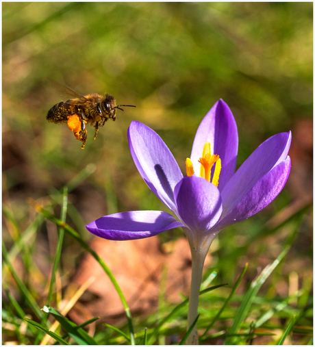Honingbij op weg naar het eerste stuifmeel van het jaar.