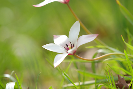 Bloem onbekend