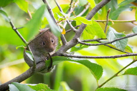 De rosse woelmuis