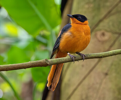 Meest oranje vogel ooit?